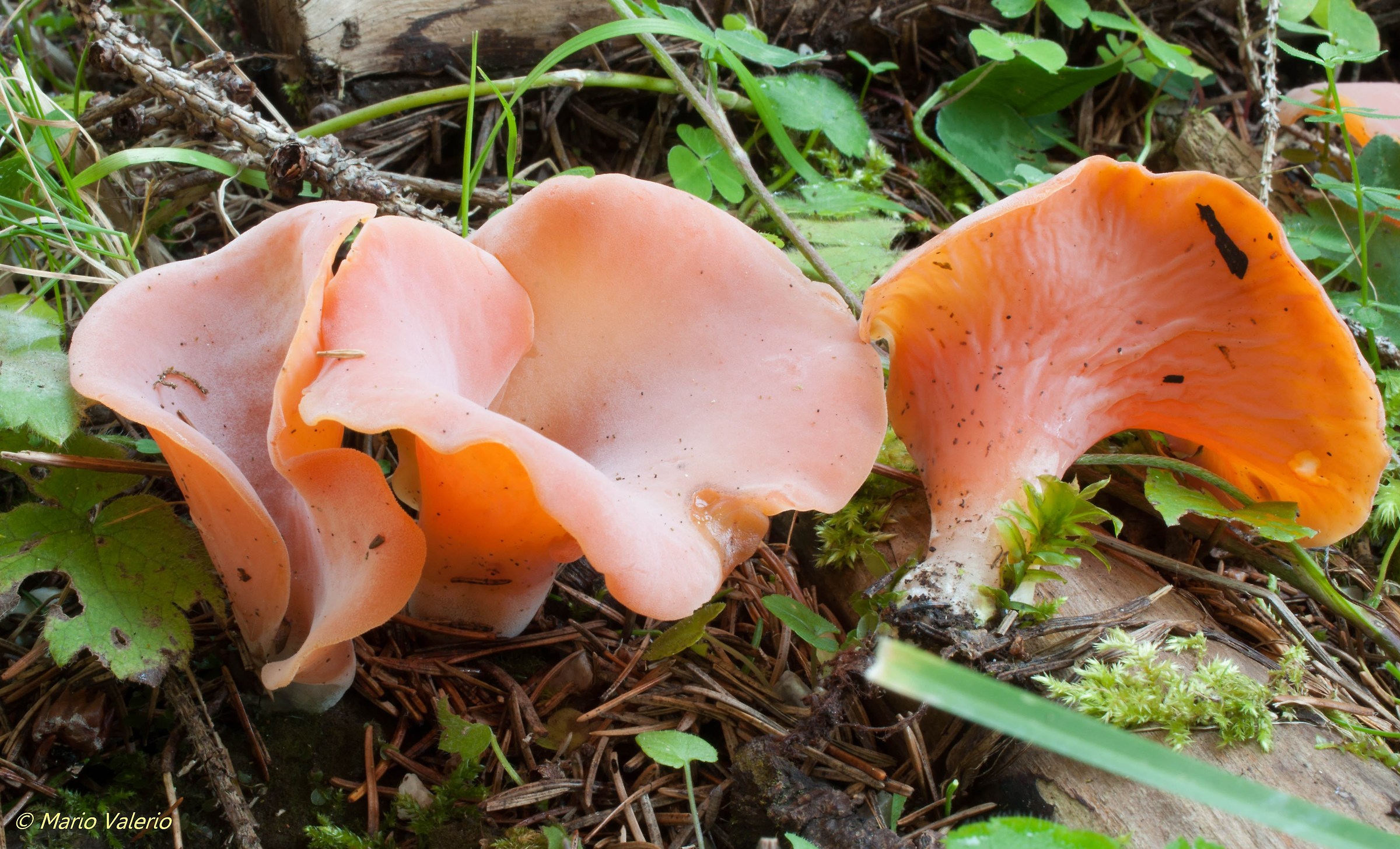 Tremiscus helvelloides