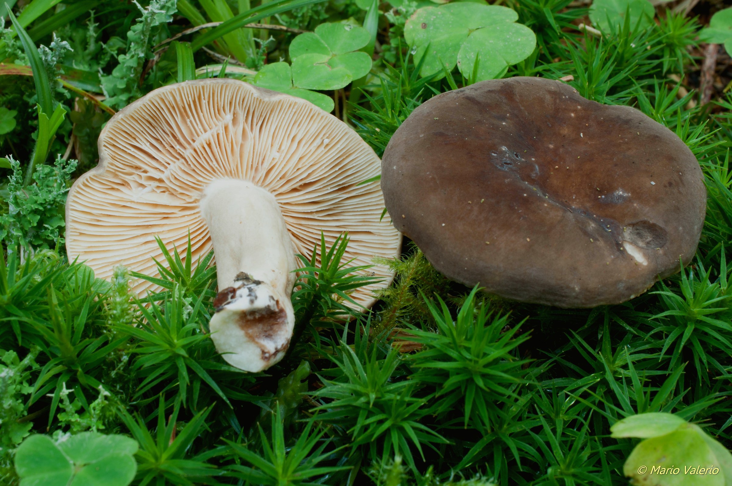 Lactarius picinus