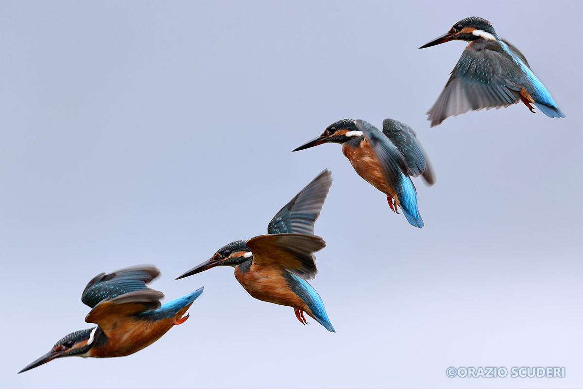 Alcedo atthis