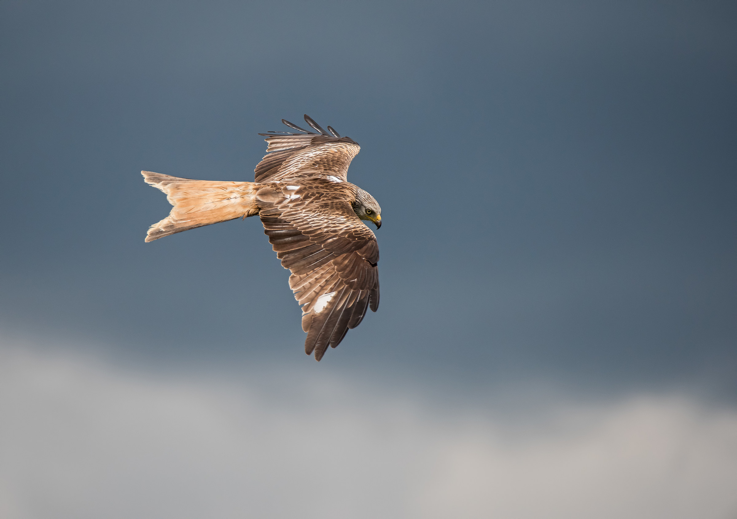 Tra celo e nuvole. Nibbio Reale