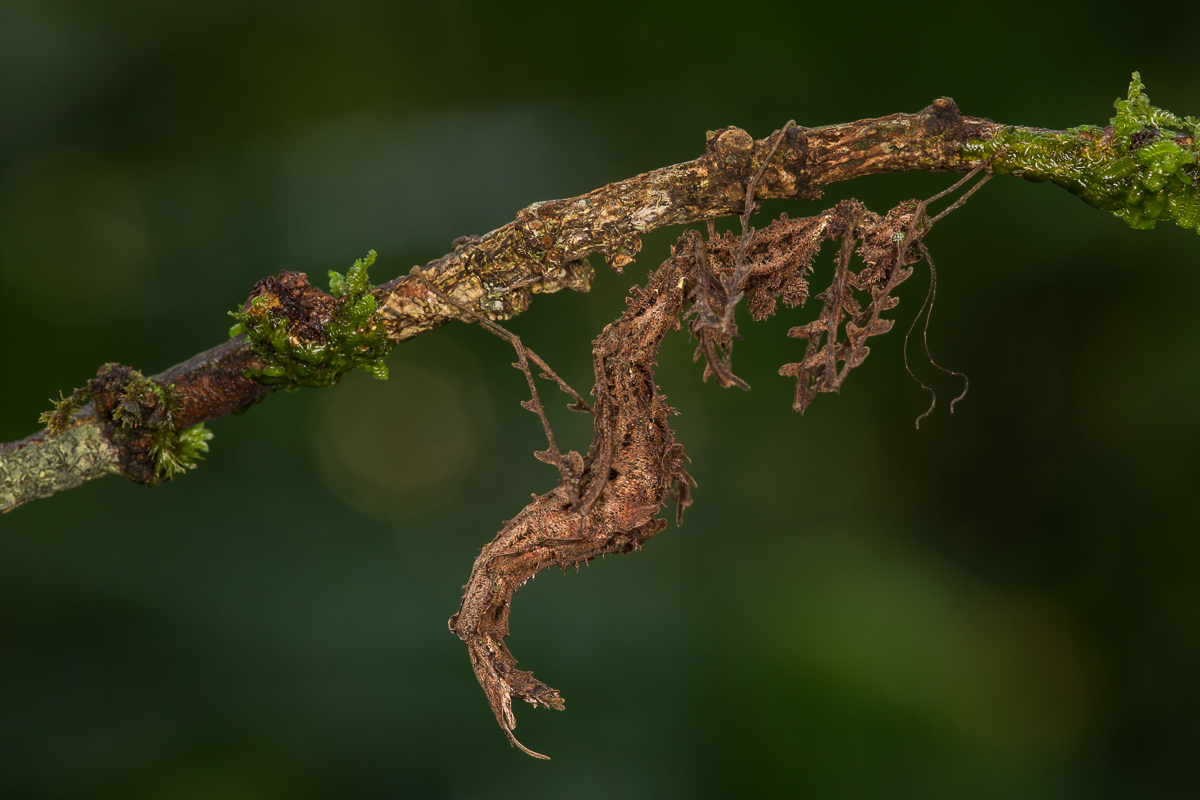 Mossy walking-stick insect
