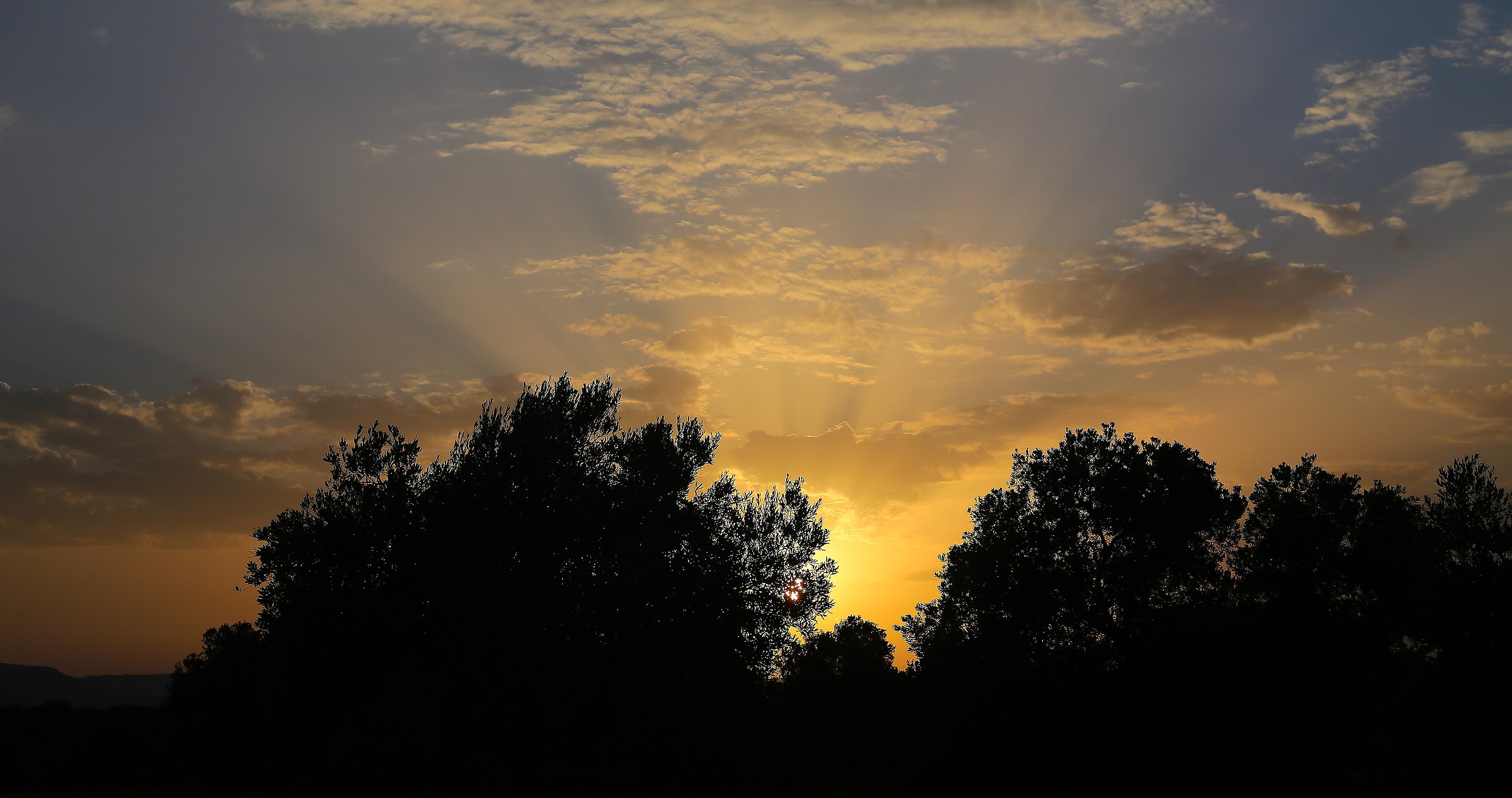 olive trees at sunset