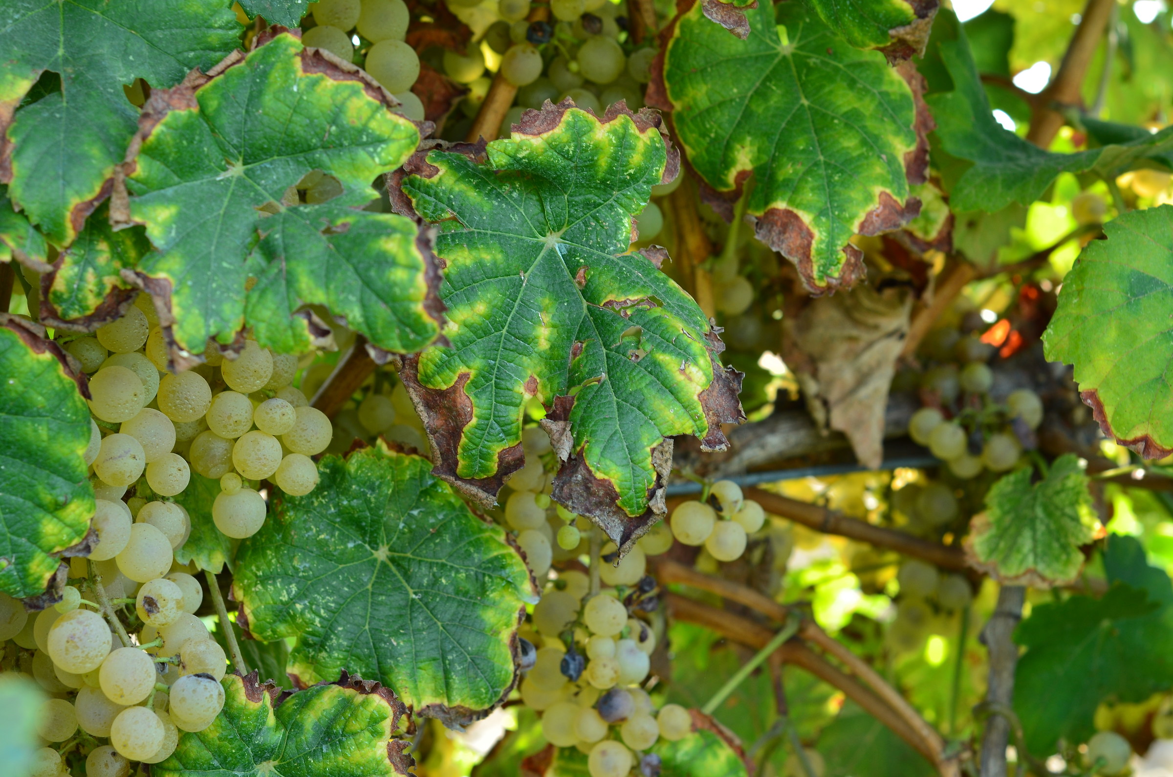 groviglio di grappoli