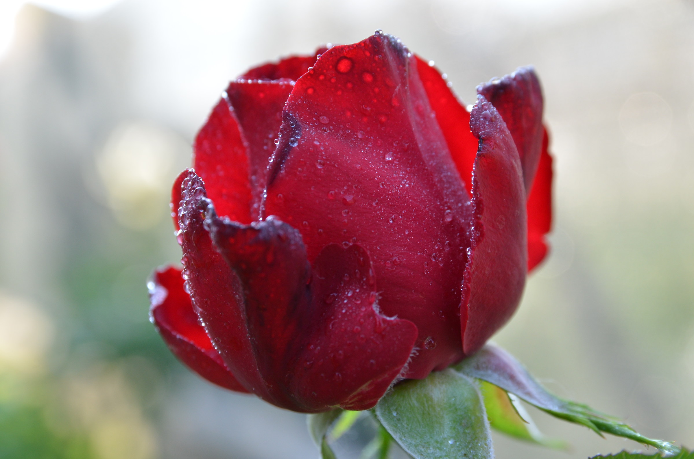 ti regalero' una rosa