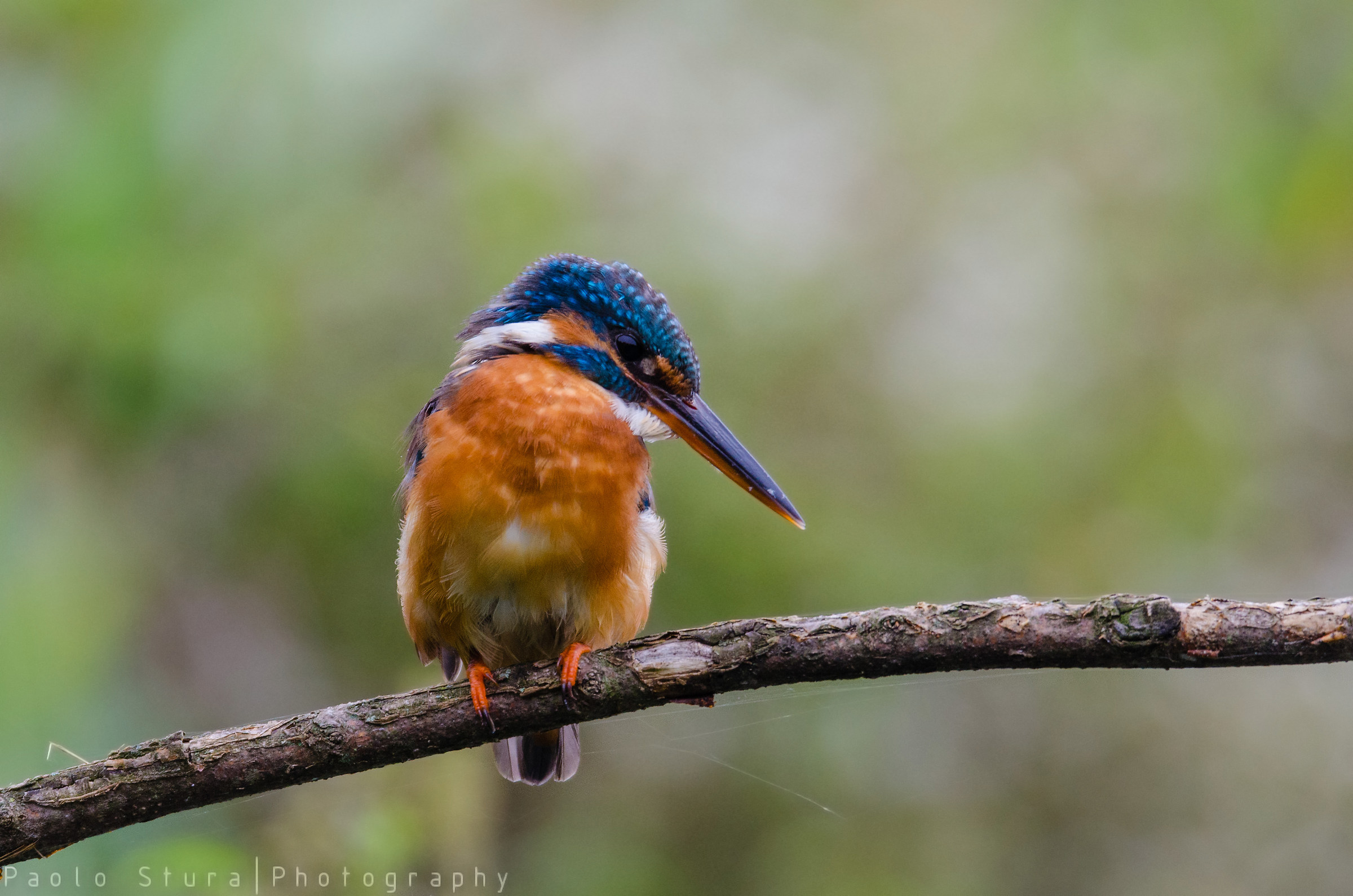 Kingfisher