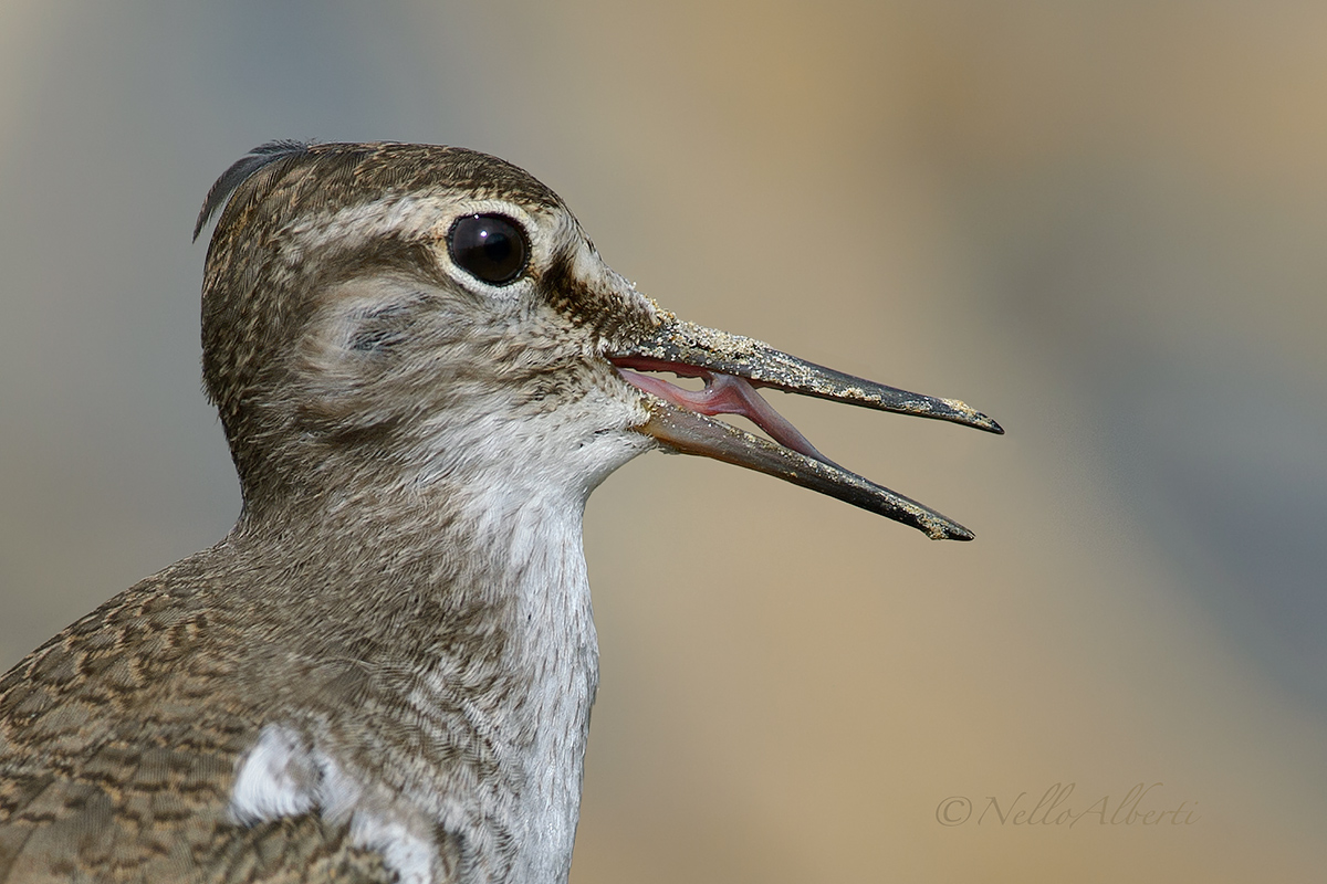 Piro Piro Small beak open
