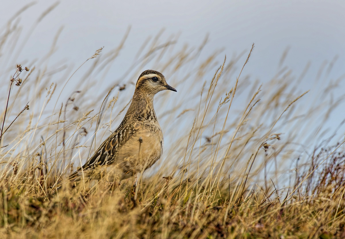 Dotterel at high altitude