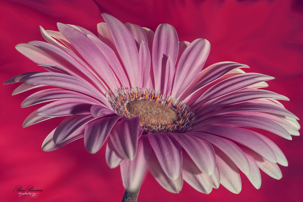Gerbera