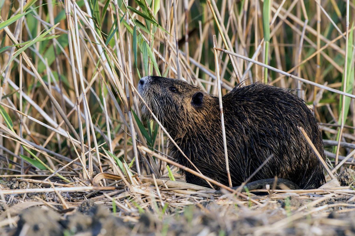 Nutria