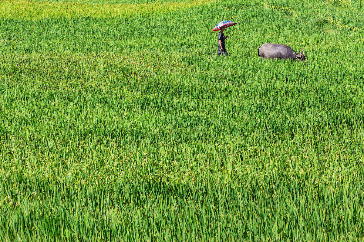 Take the cow for a walk