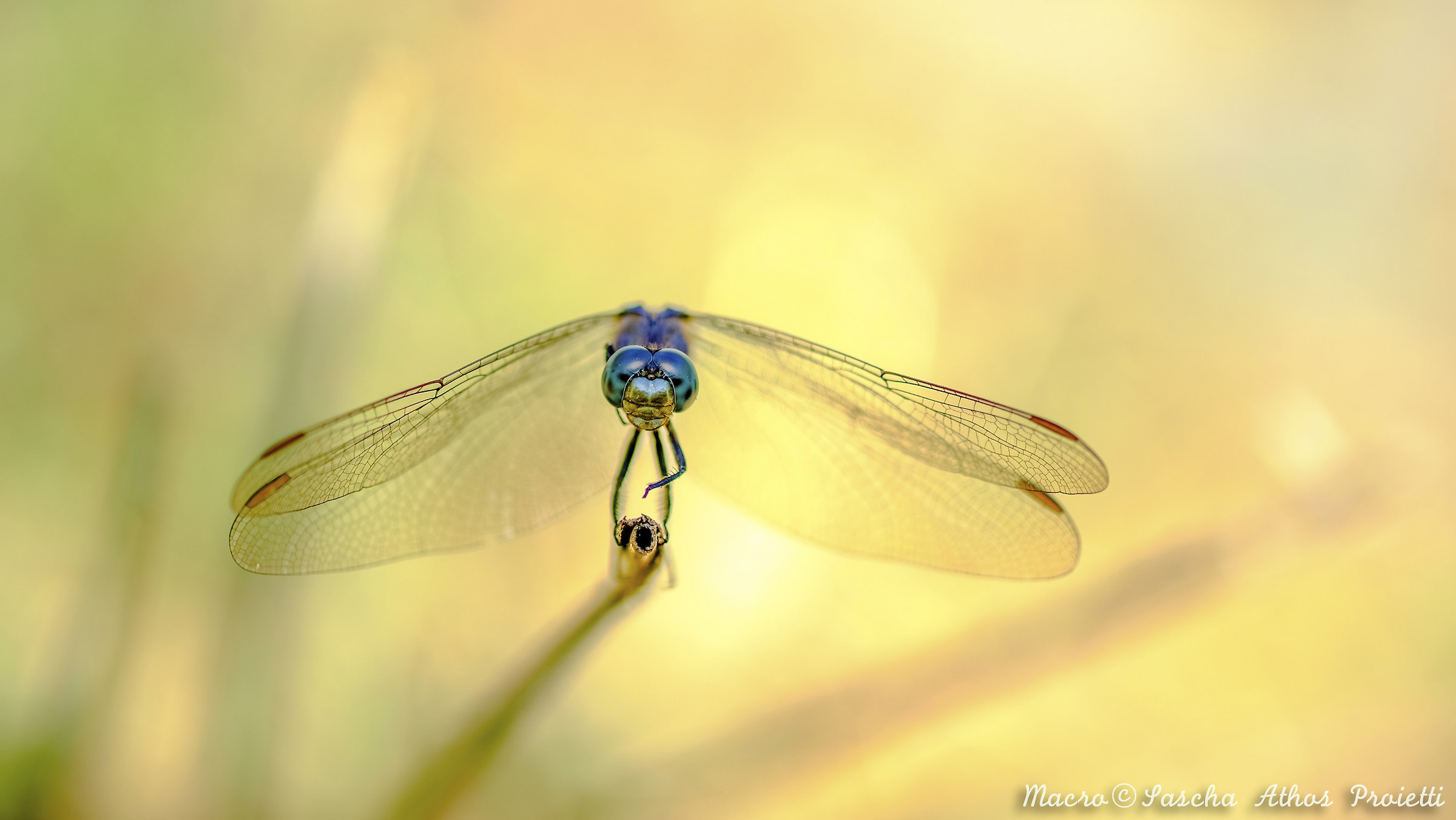 dragonfly