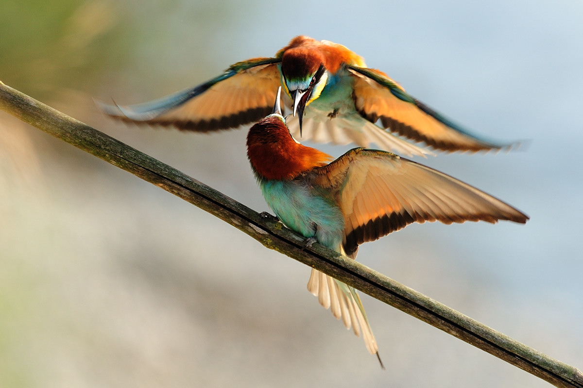 Gruccione-Corteggiamento aggressivo.