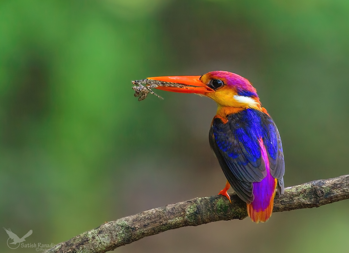 Oriental Dwarf-Kingfisher.