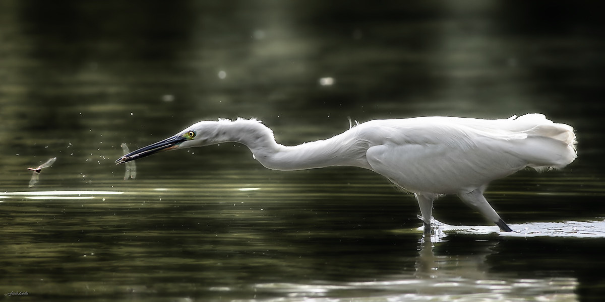 oops!!!.... finchè morte non vi separi