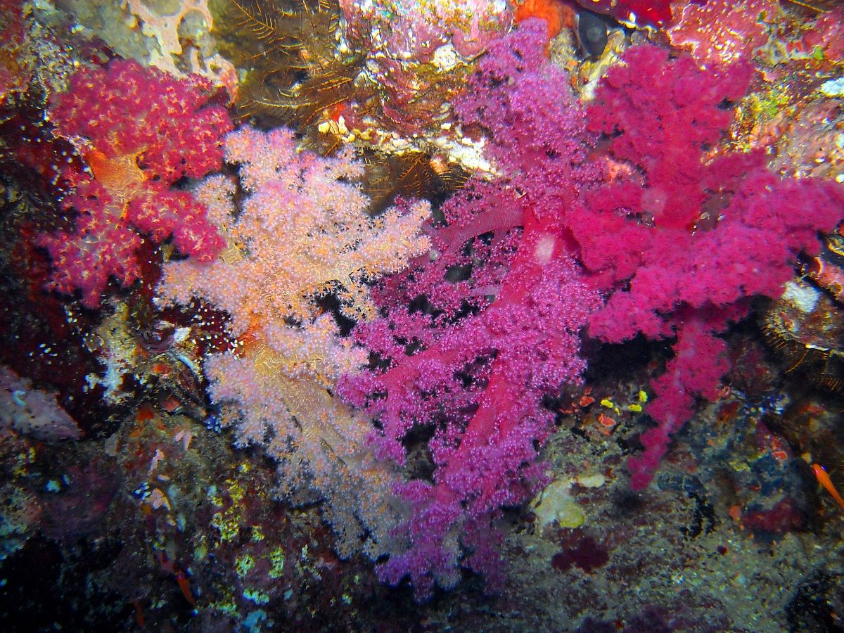 Soft corals