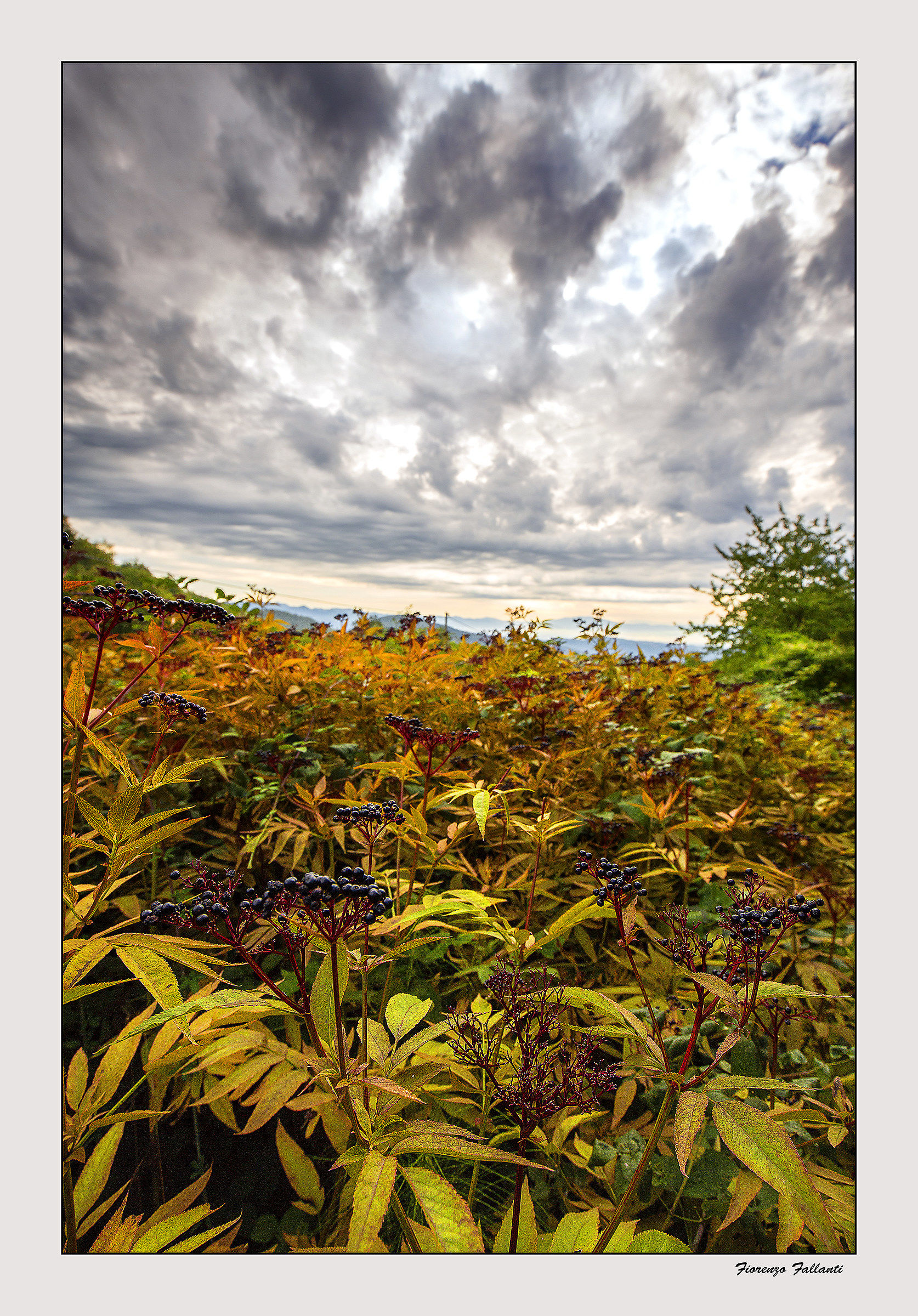 ... mangimi naturali...