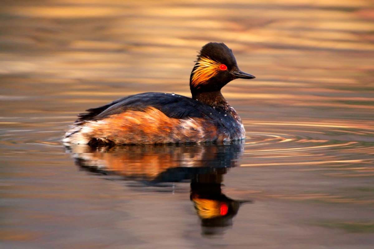 Svasso Piccolo (Podiceps nigricollis)