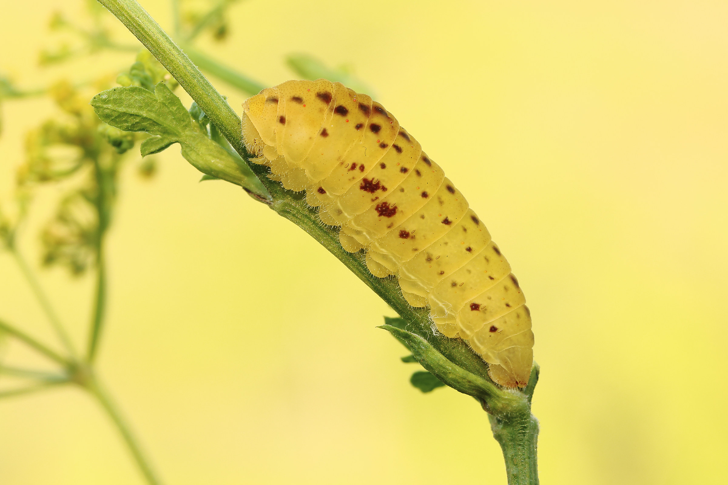 Swallowtail caterpillar