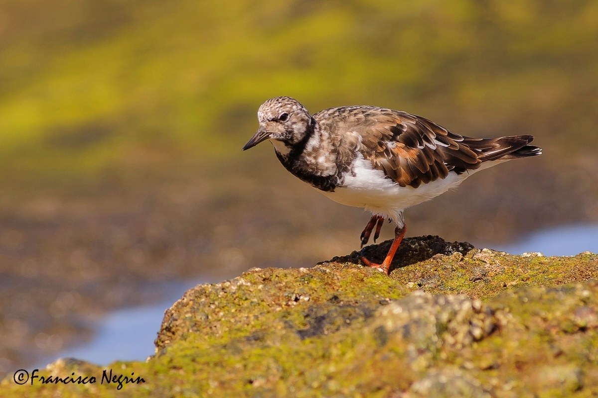 Turnstone.