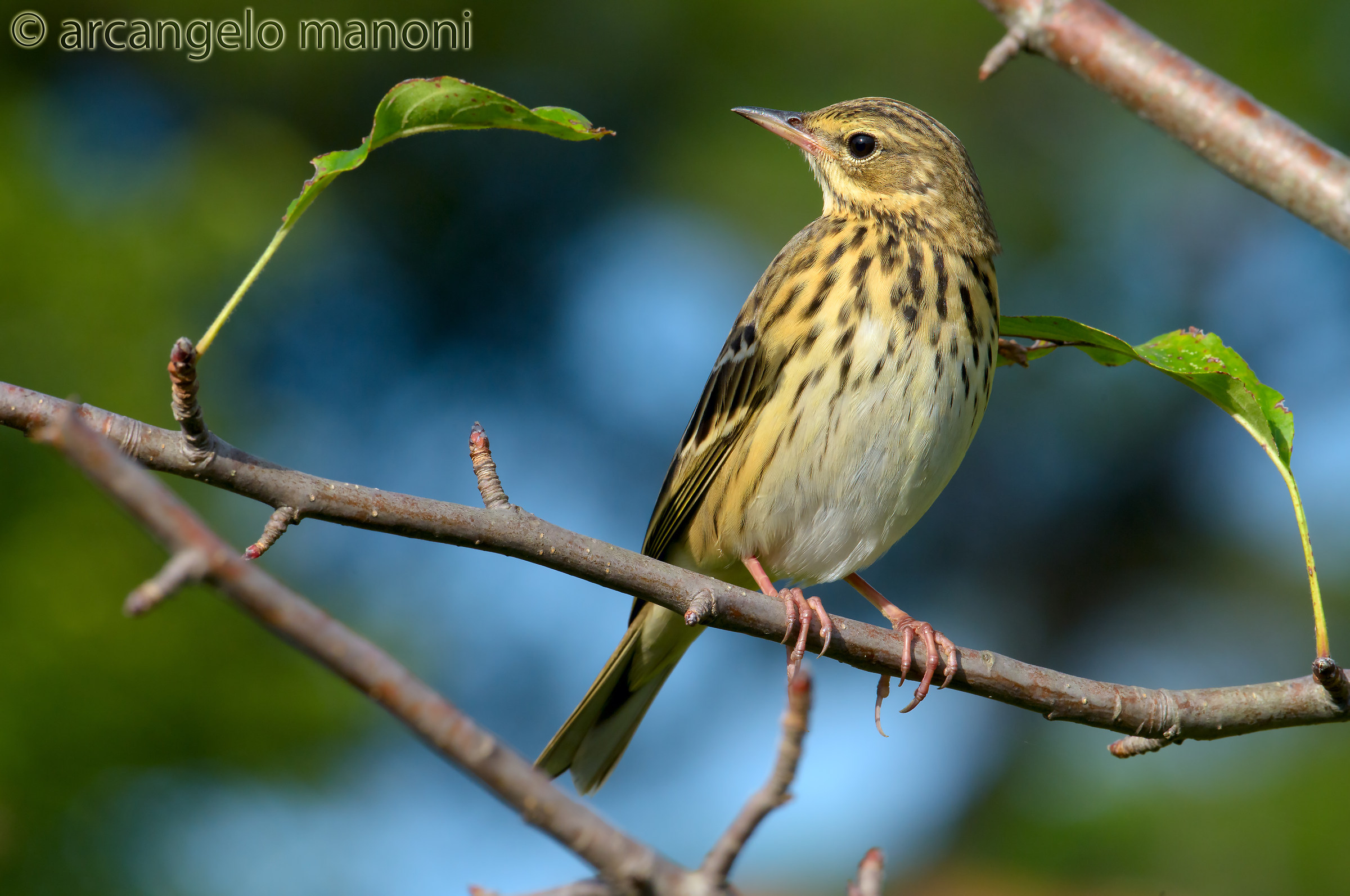 Prispolone il grande piccolo migratore!