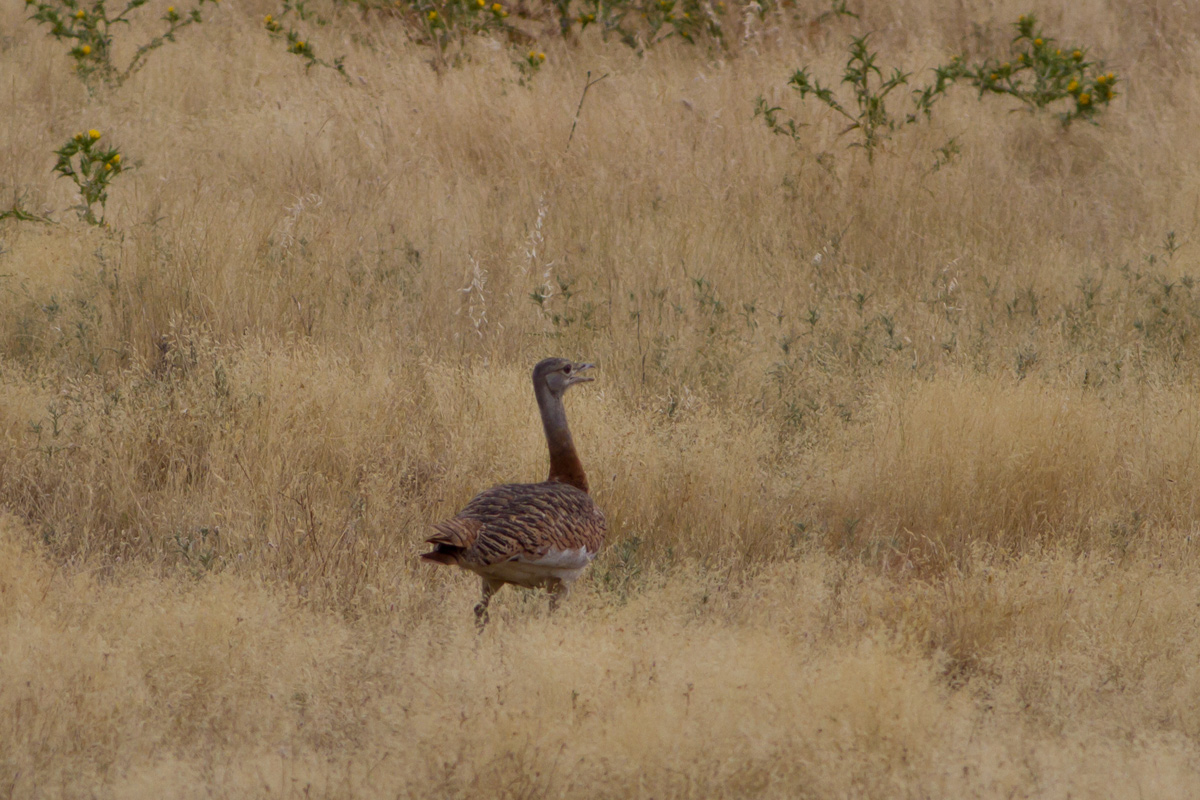 Bustard