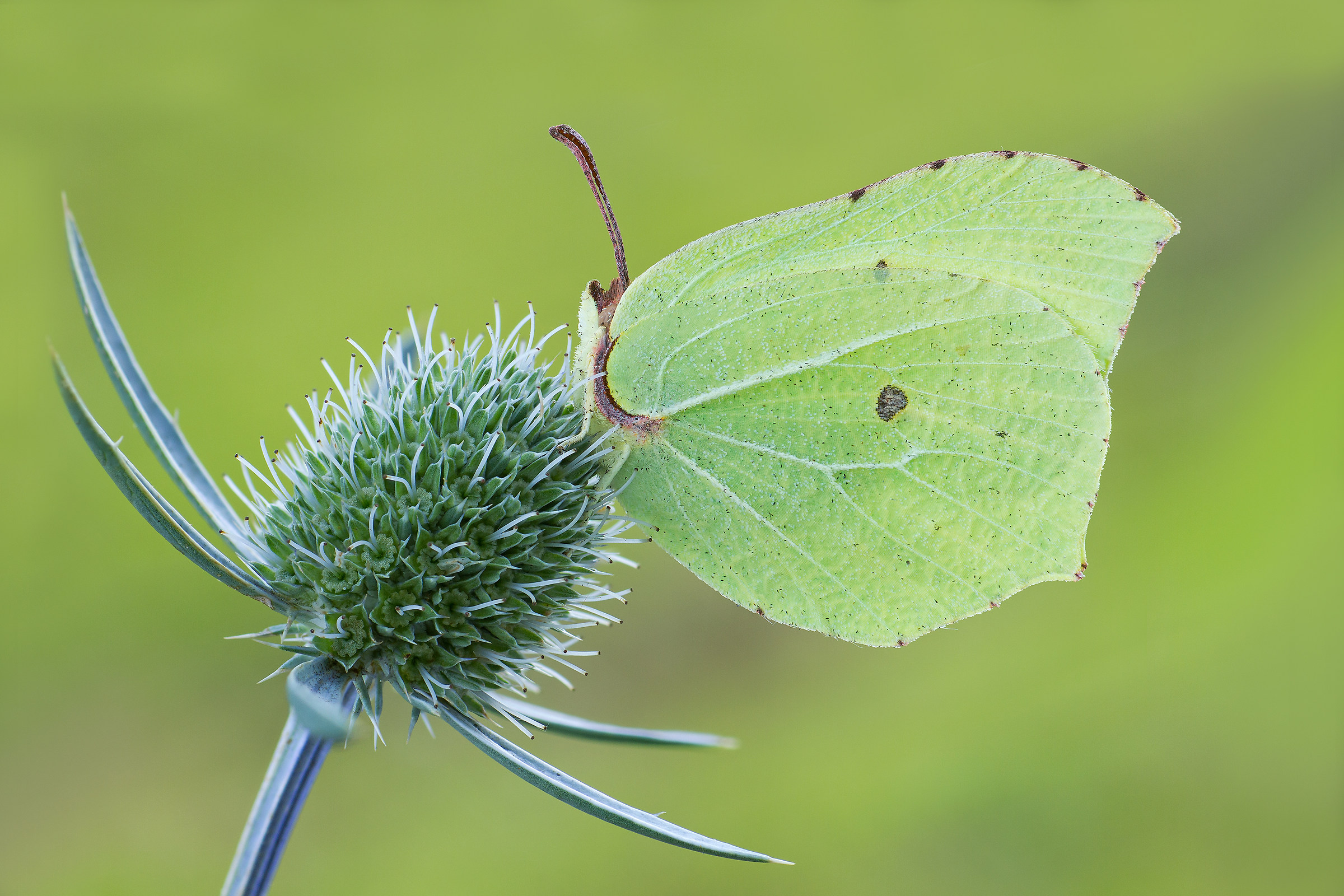 listkowiec cytrynek (Gonepteryx rhamni)