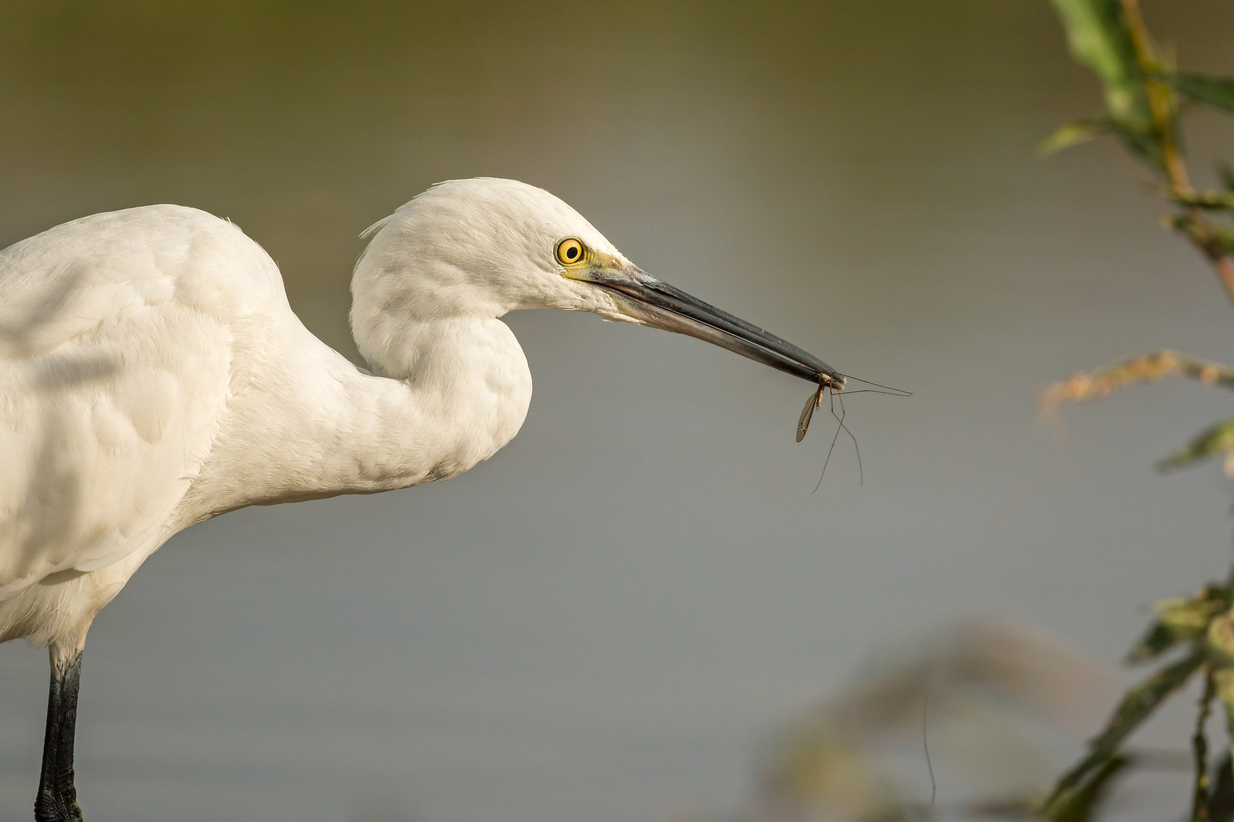 the little egret and the mosquito ..