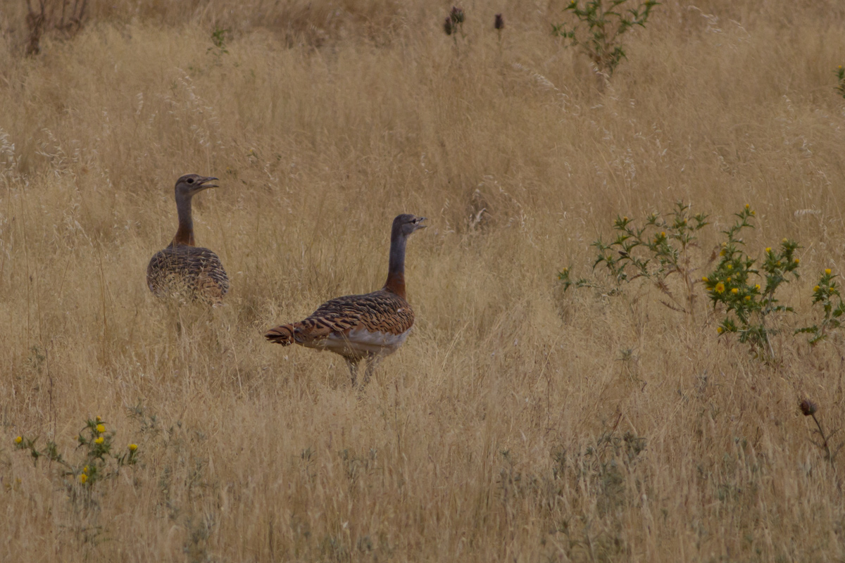 Pair of Bustards