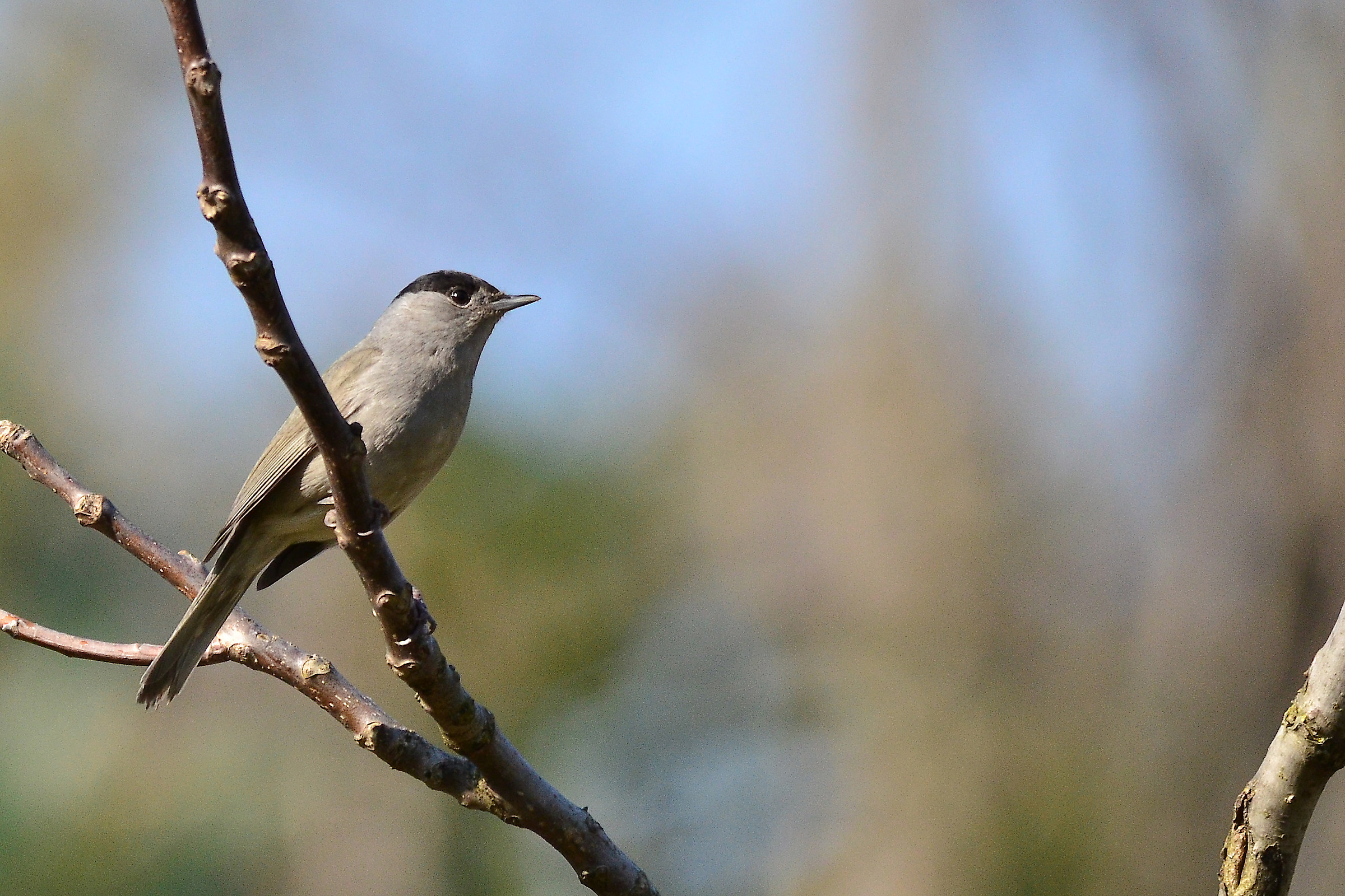 Hold the blackcap