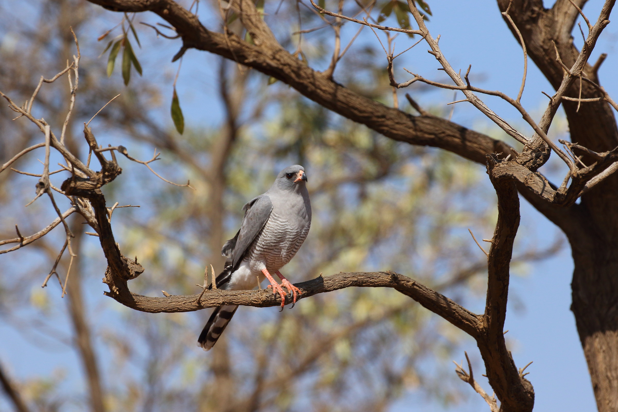 southern pale chanting goshawk