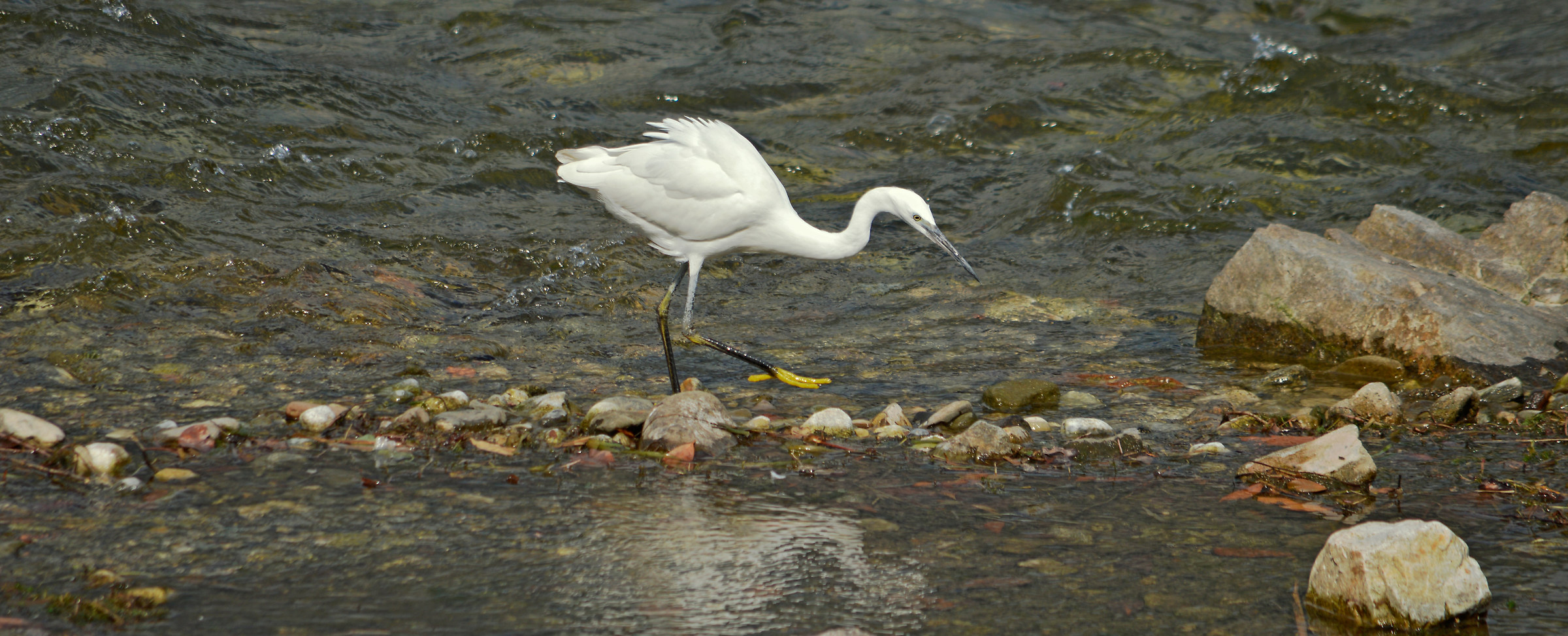 Garzetta passeggiatrice