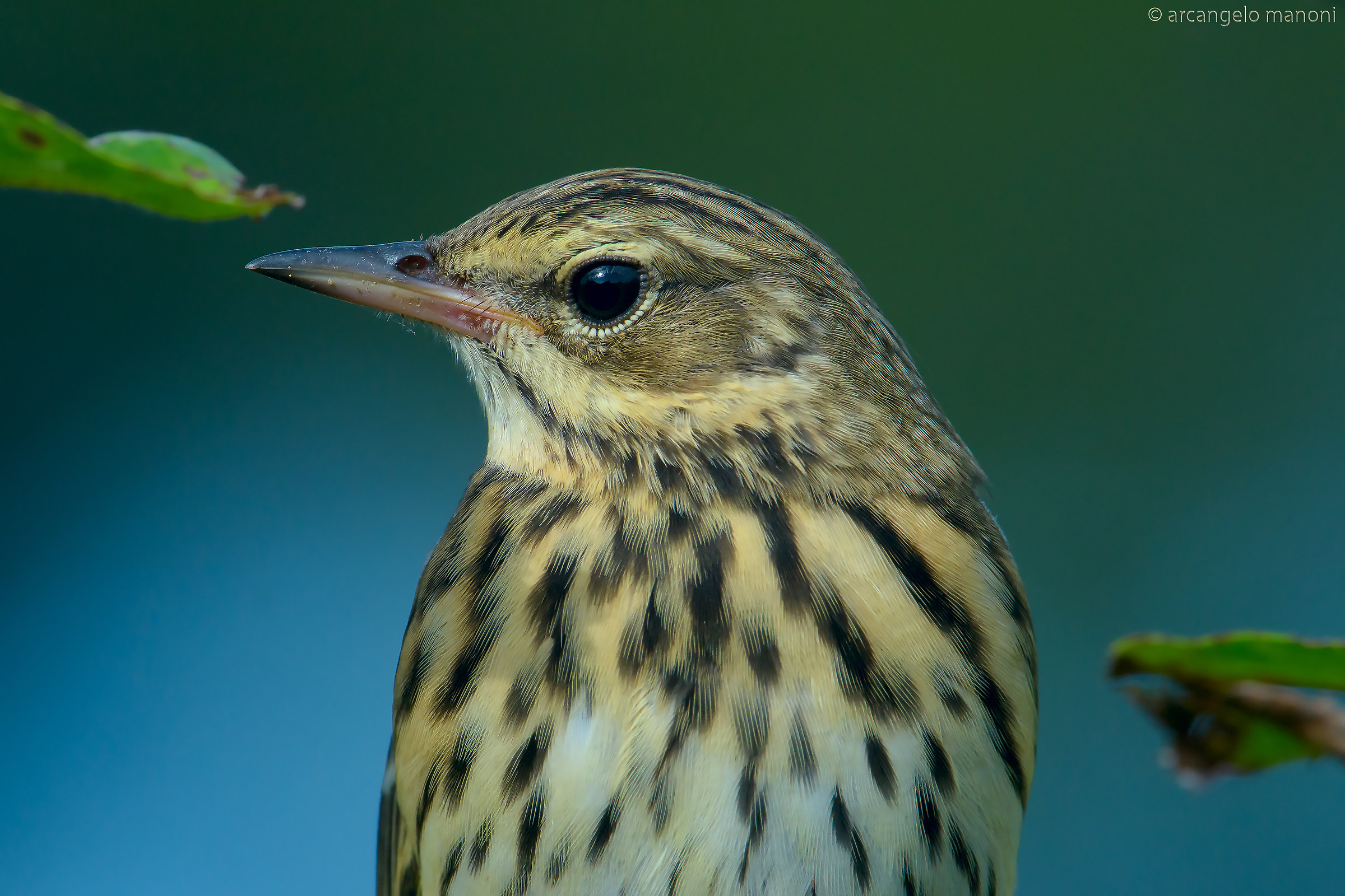 Ritratto al prispolone