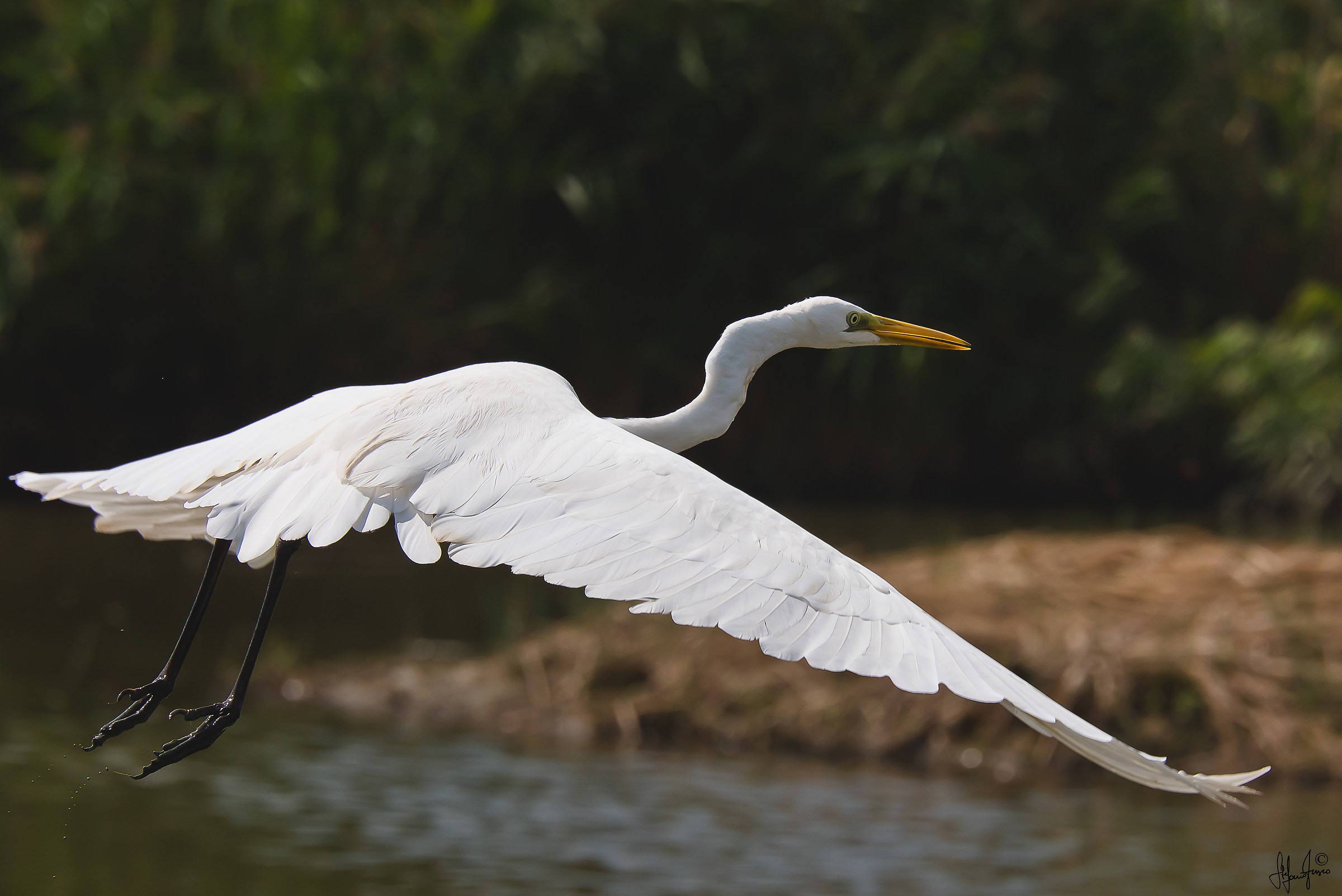 Airone bianco maggiore-DSC_5395