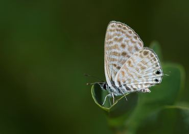 Leptotes pirithous