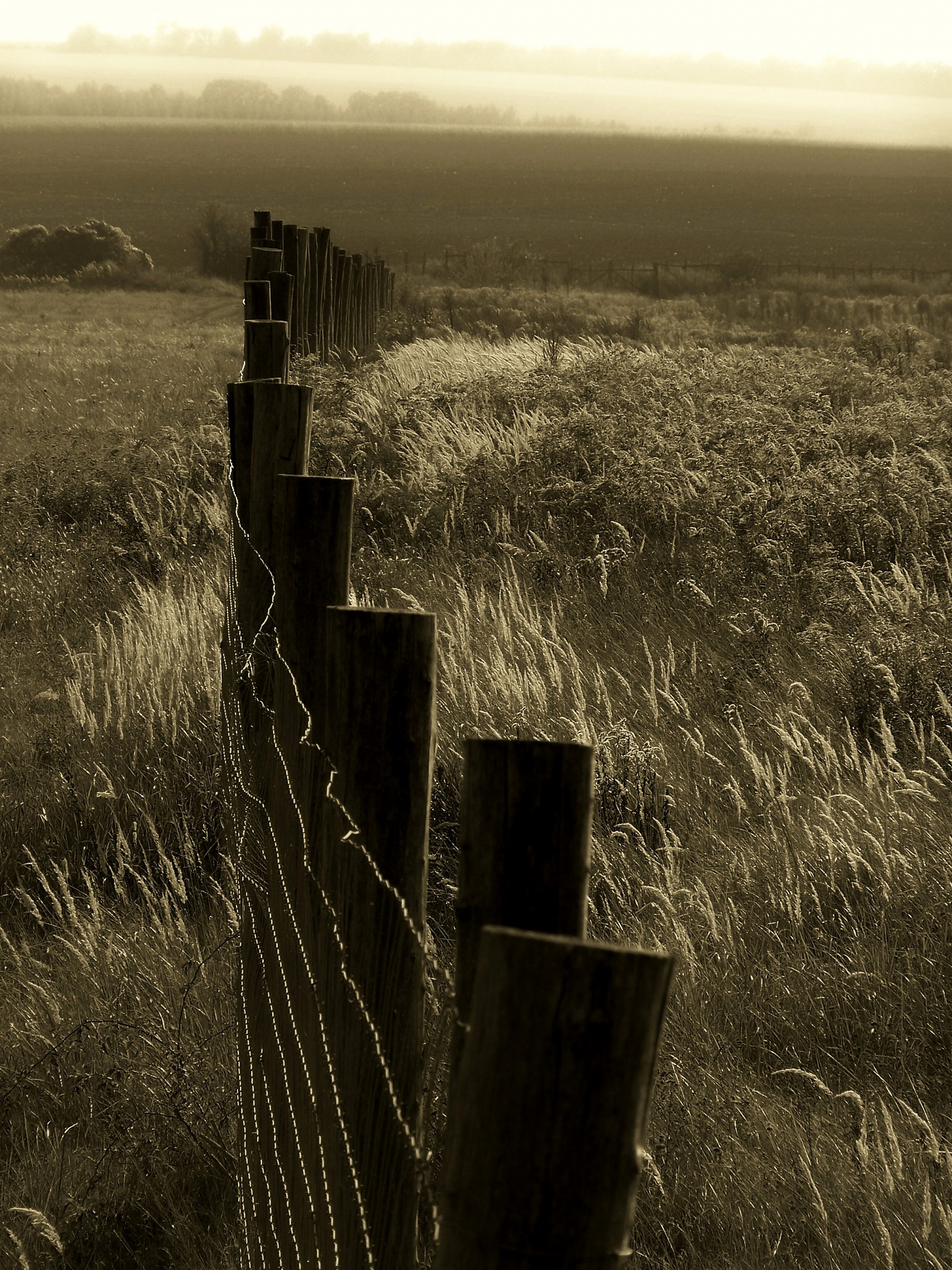 fence