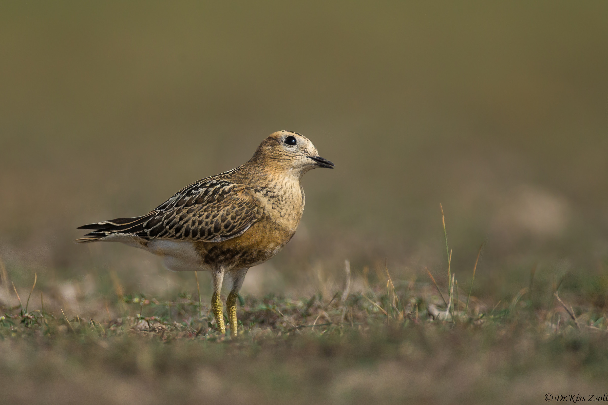 Quello che sta venendo dal cielo?