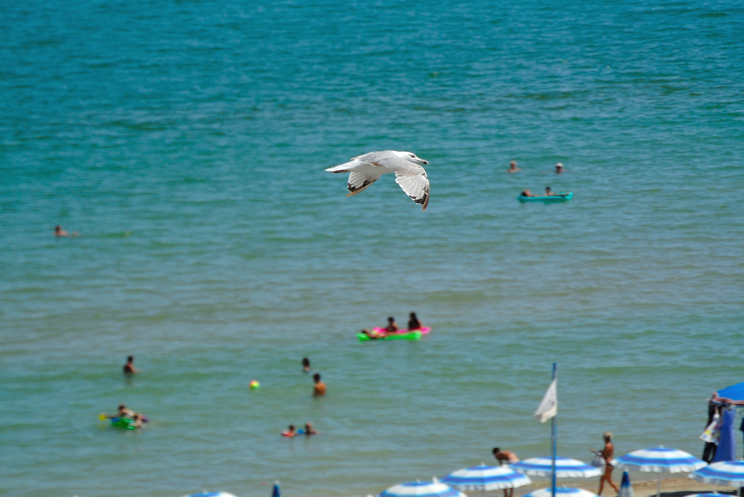 Finalmente ... l'ho beccato