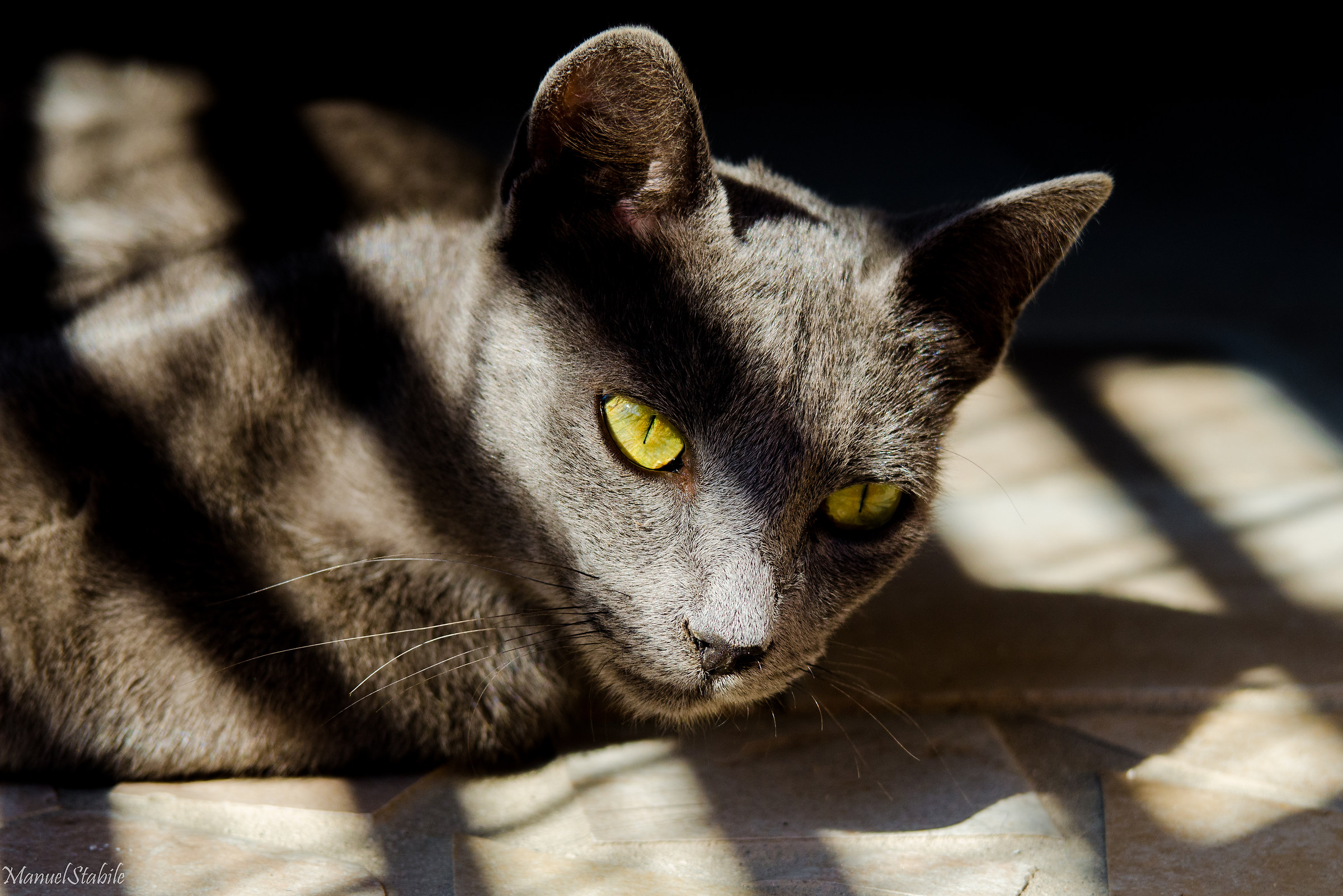 Ali in gabbia, occhi selvaggi