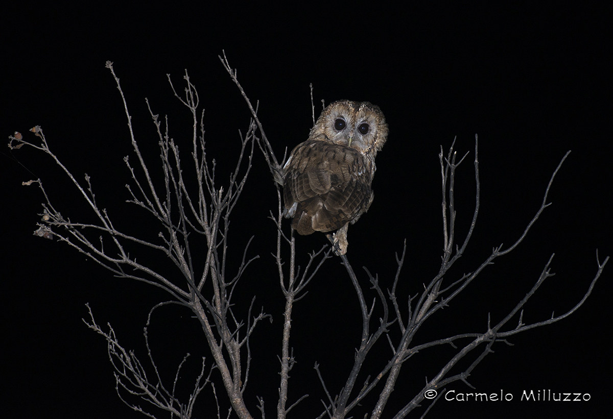 Festival of Owls 2015 Grazzano Visconti