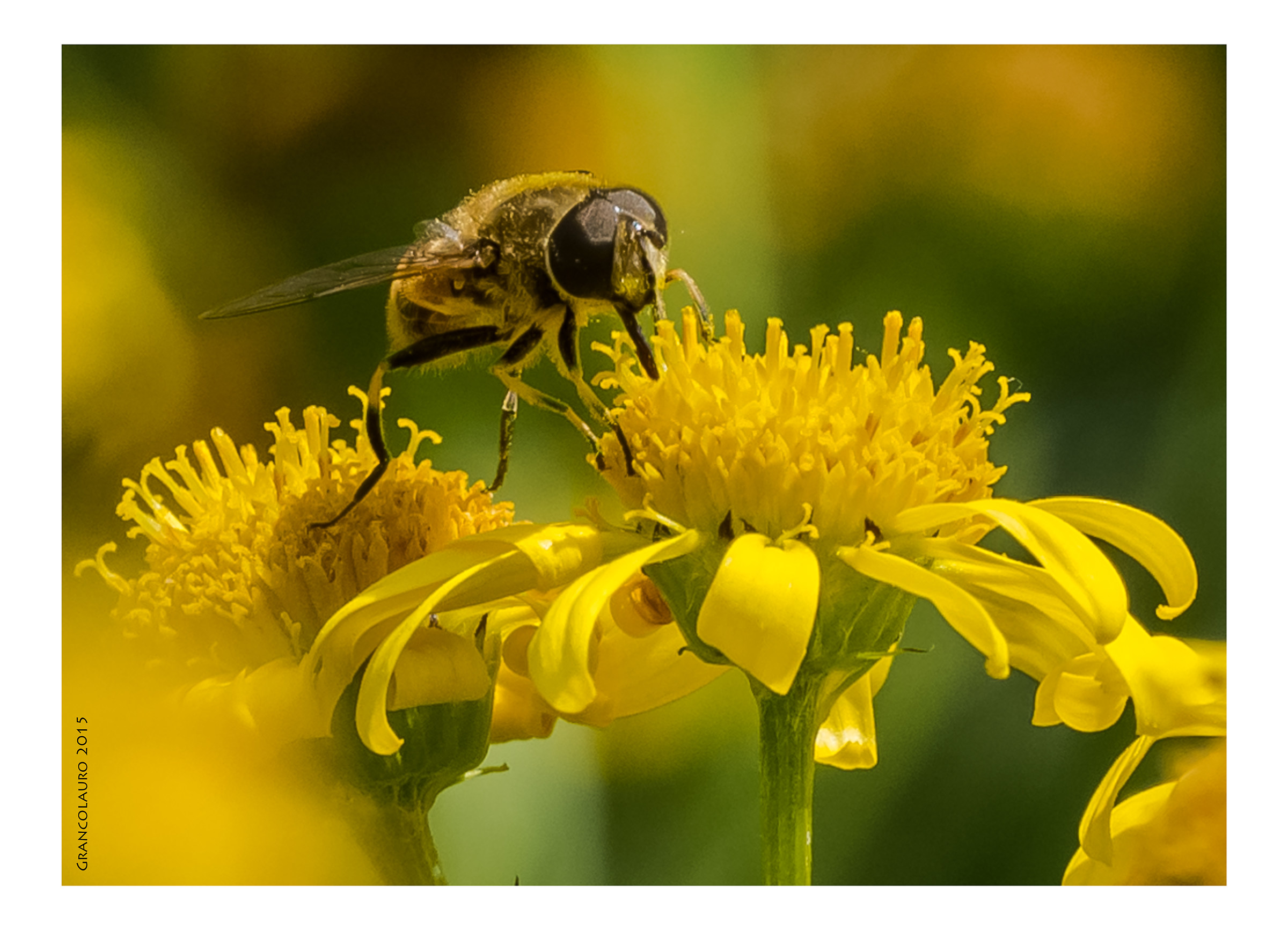 Bee on yellow daisies