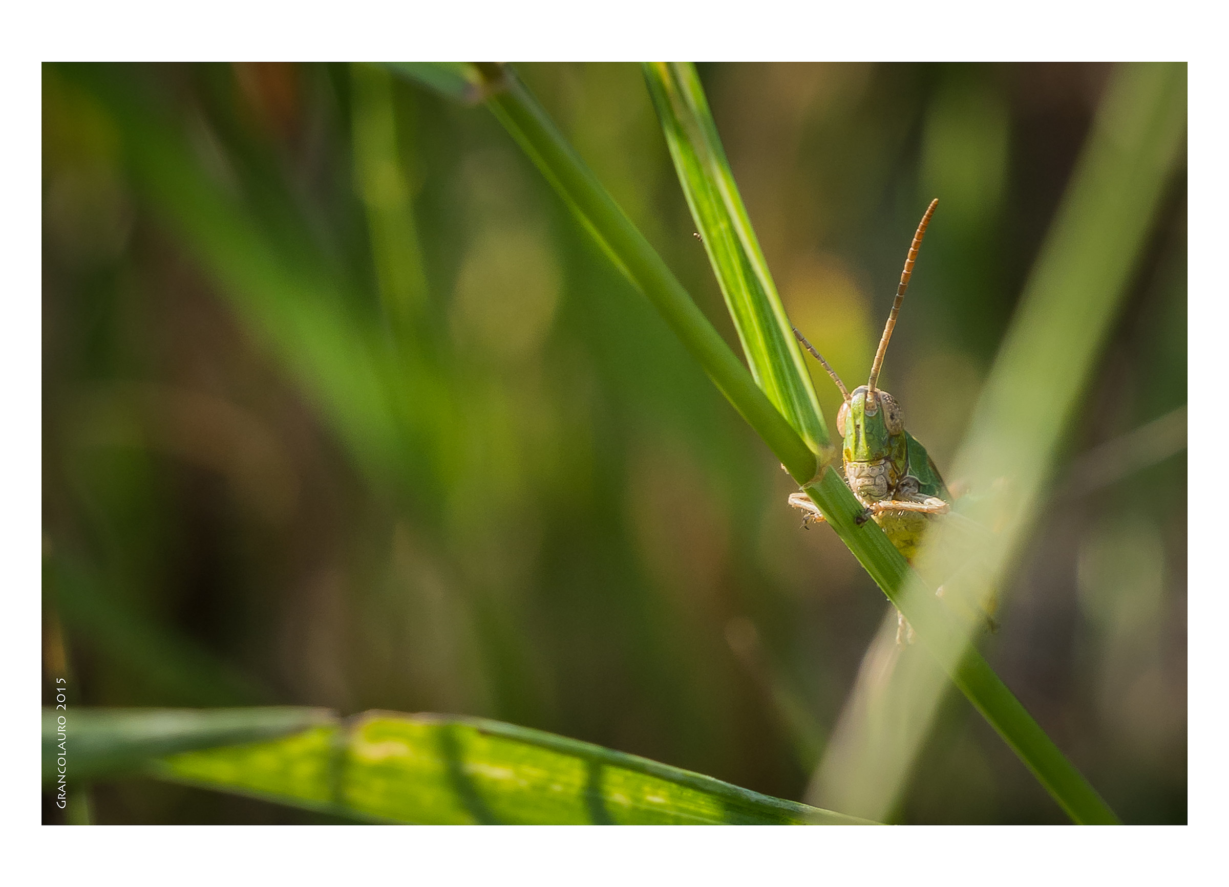 A look between the blades of grass