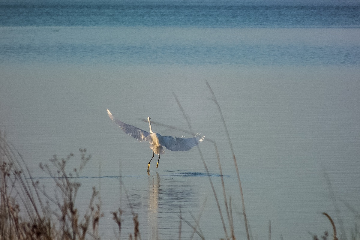Egretta Garzetta