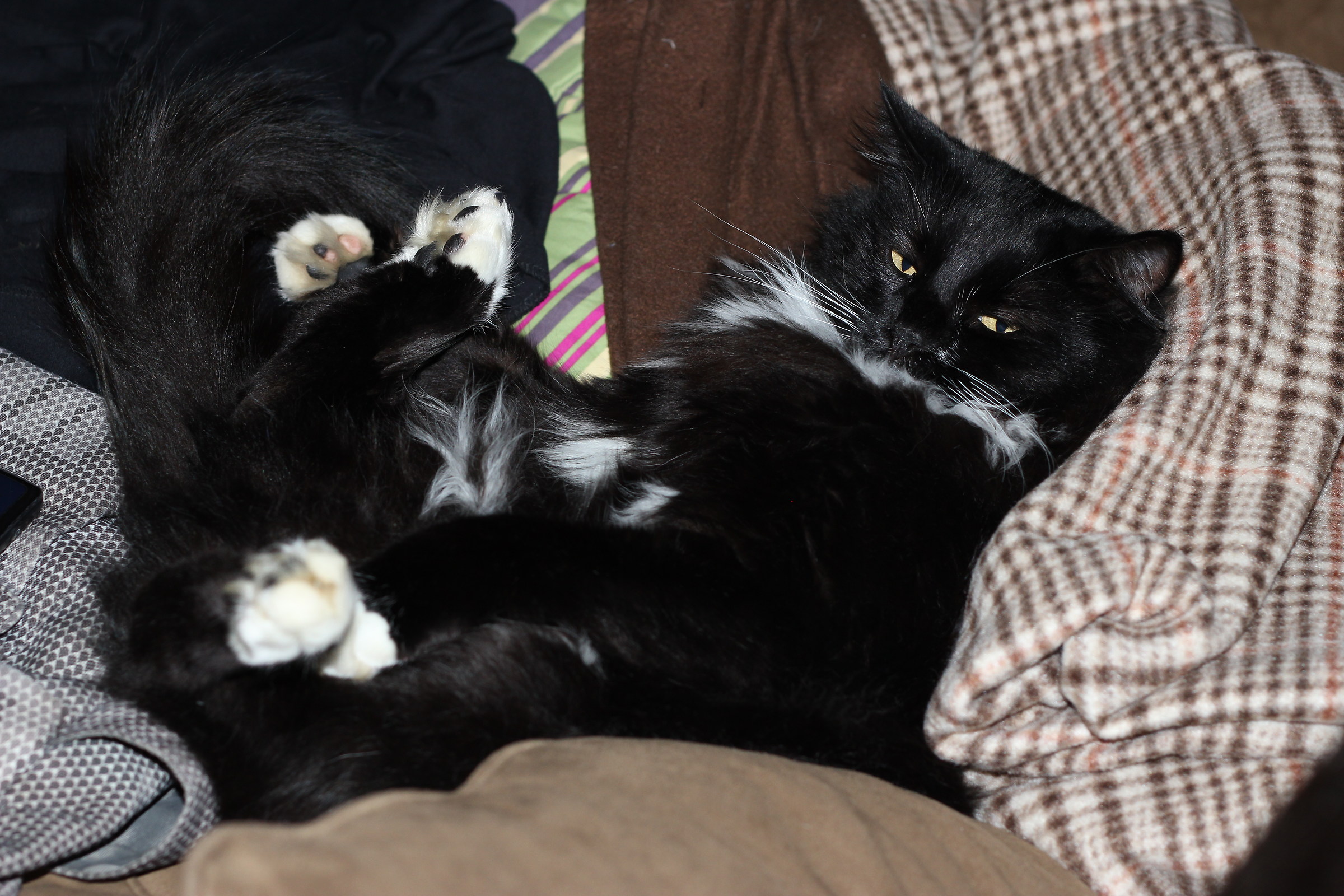 You can pet me whenever you are ready...