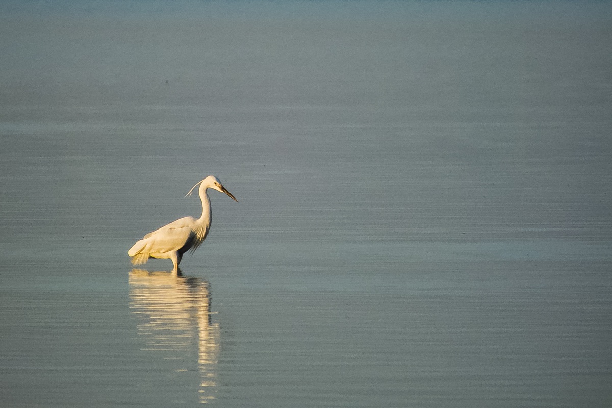 Little Egret Egretta