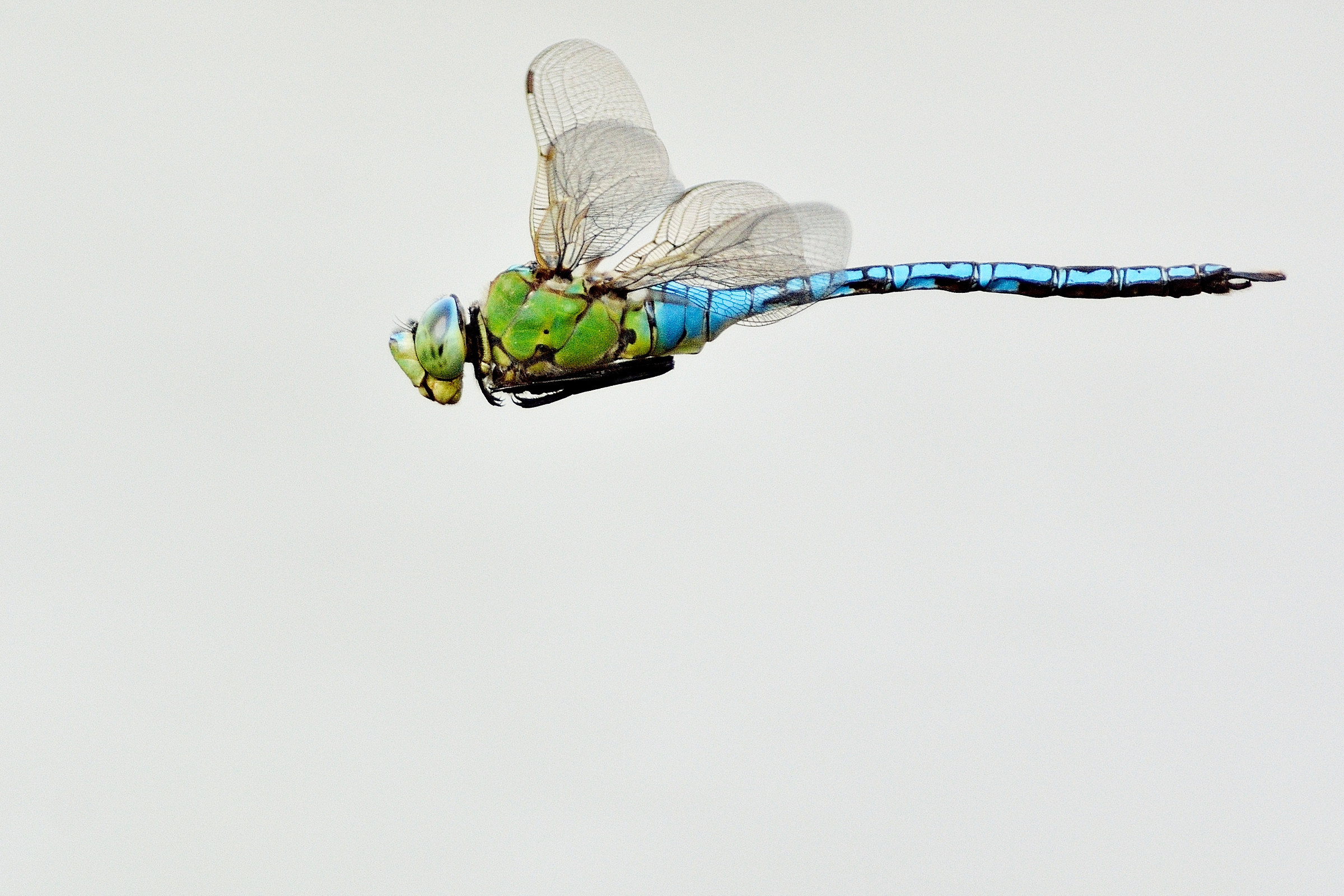 Anax imperator