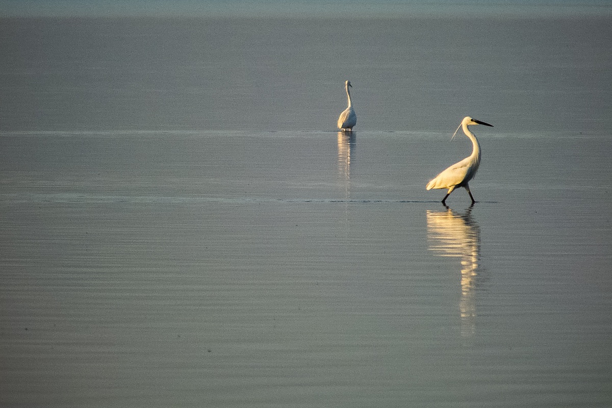 Due esemplari di Egretta Garzetta