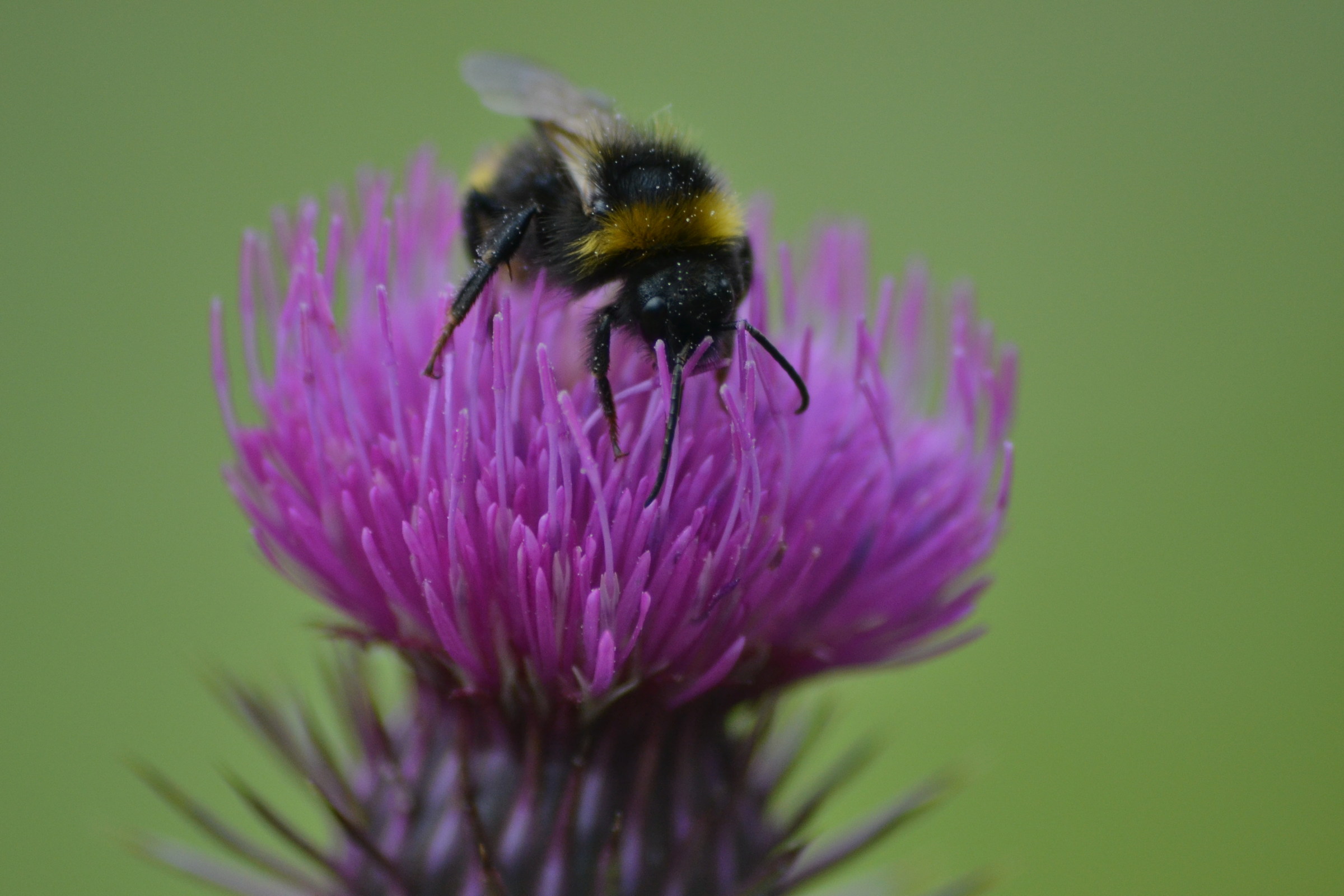 Rava's white mare - Majella solo