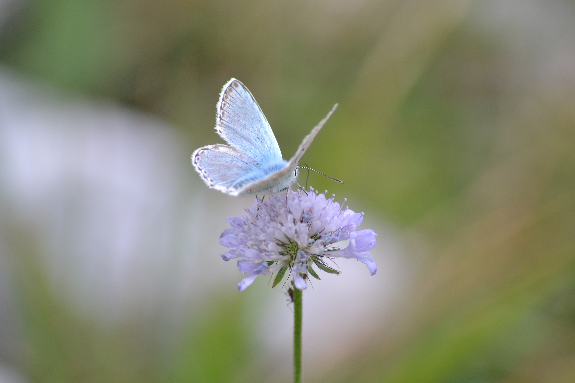 Rava's white mare - Monte Amaro