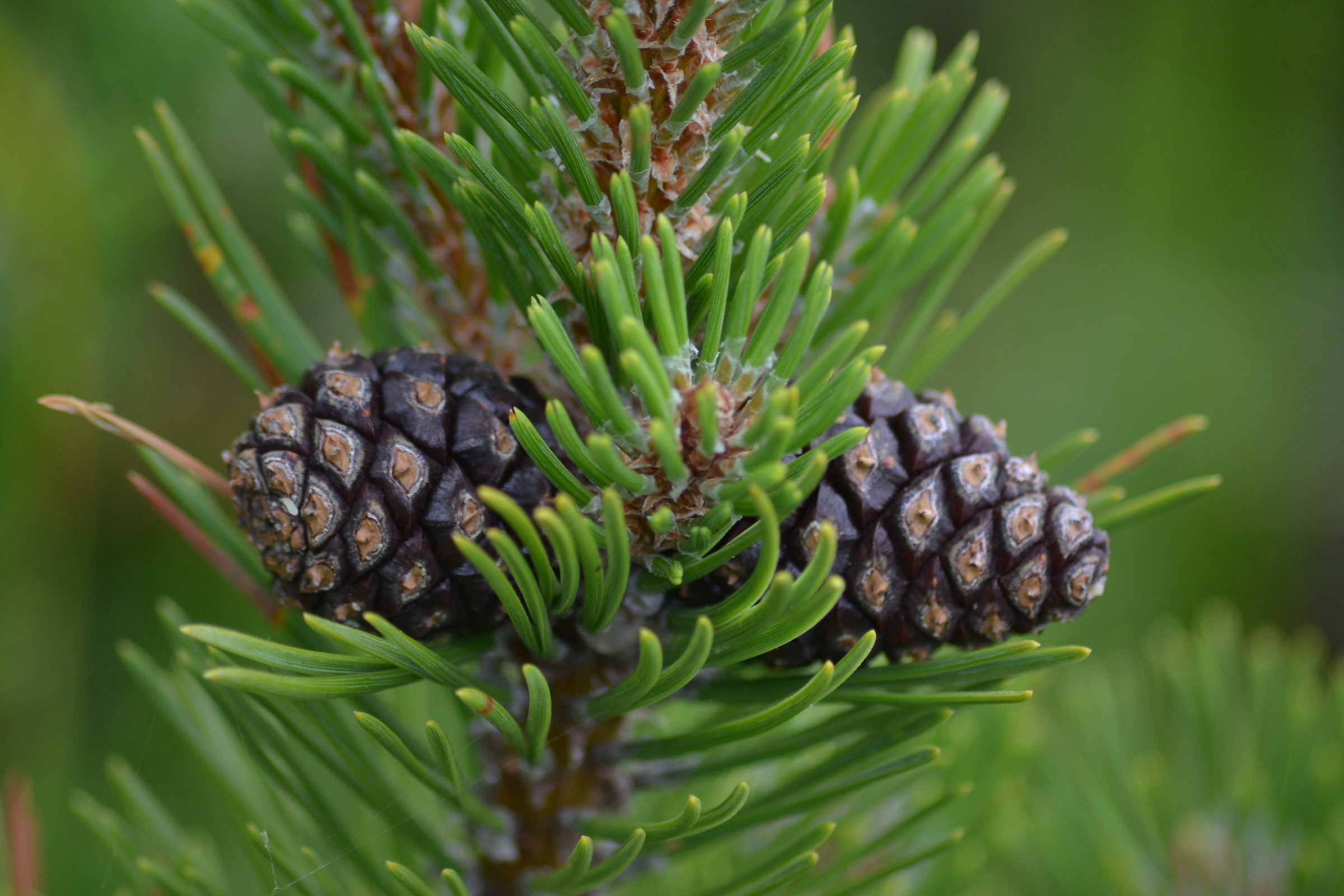 Rava's white mare - Majella