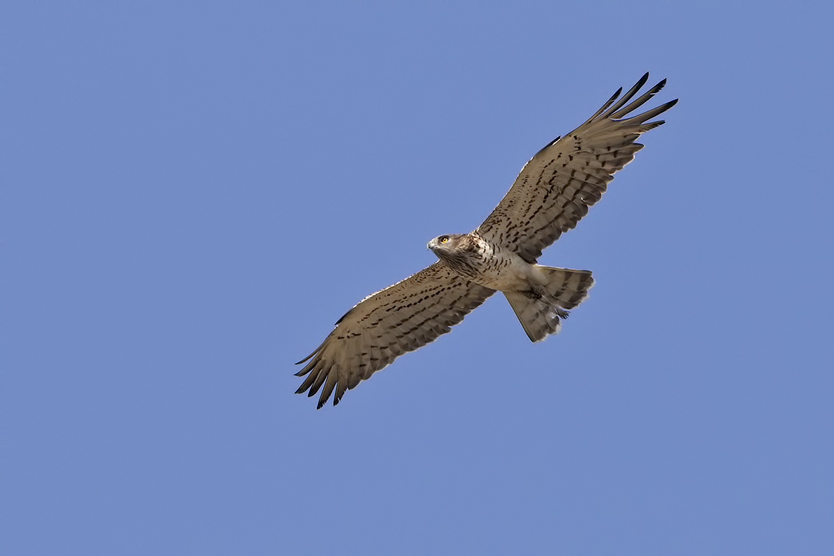 Biancone ( aquila dei serpenti )